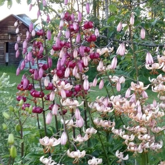 Meet your Posher, Erin - Picture 1 of 1